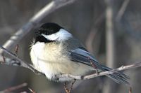 Mésange à tête noire. Cliquer pour agrandir l'image.