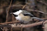 Mésange à tête noire. Cliquer pour agrandir l'image.