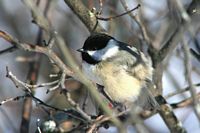 Mésange à tête noire. Cliquer pour agrandir l'image.