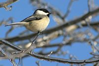 Mésange à tête noire. Cliquer pour agrandir l'image.