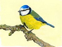 Mésange bleue. Huile. Cliquer pour agrandir l'image.