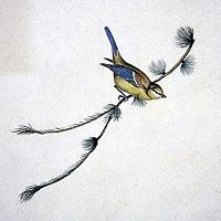 Mésange bleue. Aquarelle. Cliquer pour agrandir l'image.
