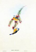Mésange bleue. Aquarelle. Cliquer pour agrandir l'image.