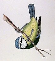 Mésange bleue. Dessin. Cliquer pour agrandir l'image.