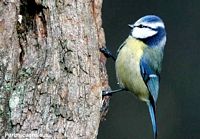 Mésange bleue. Cliquer pour agrandir l'image.