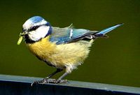 Mésange bleue. Cliquer pour agrandir l'image.