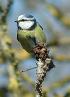 Mésange bleue. Cliquer pour agrandir l'image.