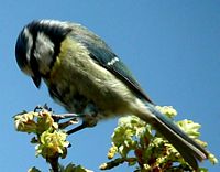 Mésange bleue. Cliquer pour agrandir l'image.