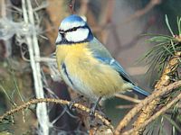 Mésange bleue. Cliquer pour agrandir l'image.