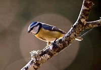 Mésange bleue. Cliquer pour agrandir l'image.