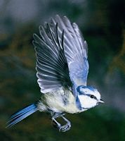Mésange bleue. Cliquer pour agrandir l'image.