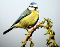 Mésange bleue. Cliquer pour agrandir l'image.