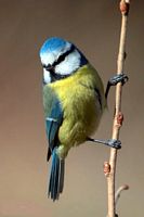 Mésange bleue. Cliquer pour agrandir l'image.