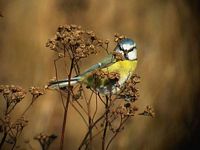 Mésange bleue. Cliquer pour agrandir l'image.