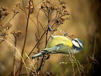 Mésange bleue. Cliquer pour agrandir l'image.