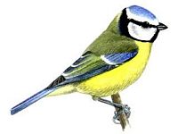 Mésange bleue. Dessin adulte. Cliquer pour agrandir l'image.
