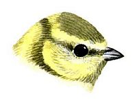 Mésange bleue. Dessin tête juvénile. Cliquer pour agrandir l'image.