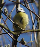 Mésange bleue. Cliquer pour agrandir l'image.