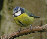 Mésange bleue. Cliquer pour agrandir l'image.