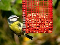 Mésange bleue. Cliquer pour agrandir l'image.