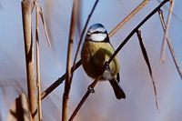 Mésange bleue. Cliquer pour agrandir l'image.