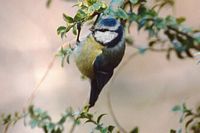 Mésange bleue. Cliquer pour agrandir l'image.