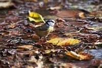 Mésange bleue. Cliquer pour agrandir l'image.