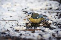 Mésange bleue. Cliquer pour agrandir l'image.