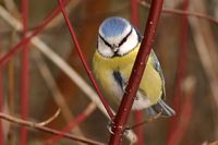 Mésange bleue. Cliquer pour agrandir l'image.