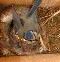 Mésange bleue. Cliquer pour agrandir l'image.