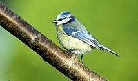 Mésange bleue. Cliquer pour agrandir l'image.
