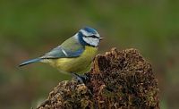 Mésange bleue. Cliquer pour agrandir l'image.