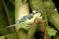 Mésange bleue. Cliquer pour agrandir l'image.