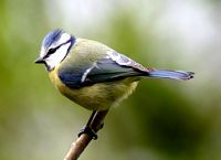 Mésange bleue. Cliquer pour agrandir l'image.