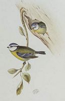 Mésange bleue. Dessin. Cliquer pour agrandir l'image.