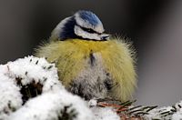 Mésange bleue. Cliquer pour agrandir l'image.