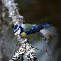 Mésange bleue. Cliquer pour agrandir l'image.