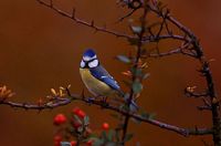 Mésange bleue. Cliquer pour agrandir l'image.
