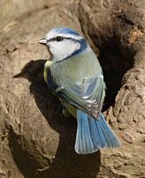 Mésange bleue. Cliquer pour agrandir l'image.