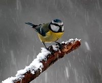 Mésange bleue. Cliquer pour agrandir l'image.
