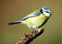 Mésange bleue. Cliquer pour agrandir l'image.