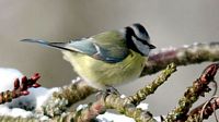 Mésange bleue. Cliquer pour agrandir l'image.