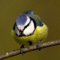 Mésange bleue. Cliquer pour agrandir l'image.