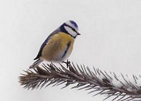 Mésange bleue. Cliquer pour agrandir l'image.