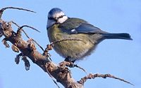 Mésange bleue. Cliquer pour agrandir l'image.