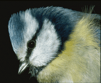 Mésange bleue. Tête. Cliquer pour agrandir l'image.