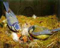 Mésange bleue. Nourrissage. Cliquer pour agrandir l'image.