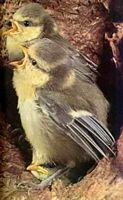 Mésange bleue. Juvéniles. Cliquer pour agrandir l'image.