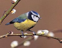 Mésange bleue. Cliquer pour agrandir l'image.