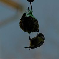 Mésange bleue. Chamalières. Cliquer pour agrandir l'image.